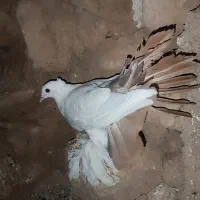 کبوتر،دم چتری