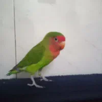 طوطی برزیلی صورت هلویی