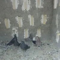 کبوتر