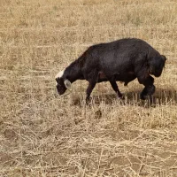 بره قوچ قره چال