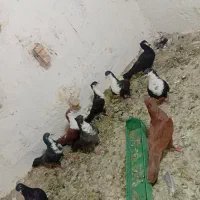 کفتر