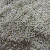 خرده برنج چمپا