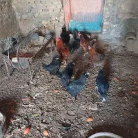 مرغ مرندی