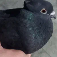 سه عدد ماده ابادانی