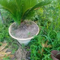 سیکاس|گل و گیاه طبیعی|رودبنه, |دیوار