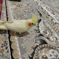 عروس هلندی