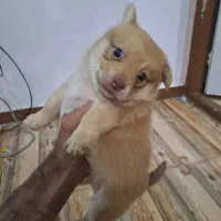 توله شیواوا