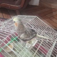 عروس هلندی نر