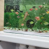 اکواریوم خارجی‌