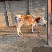 گاوماده همراه گوساله