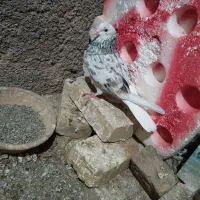 سهره وکفتر