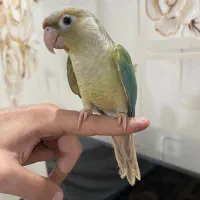 طوطی گرینچیک رام دستی سخنگو
