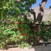 اجاره روزانه باغ و ویلا دلفارد
