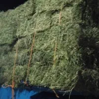 یونجه