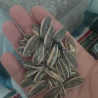 تخمه کانادایی