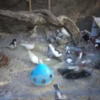 کفتر