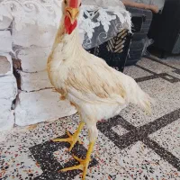 خروس