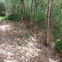 زمین-با-درخت-صنوبردر-لسکوکلایه