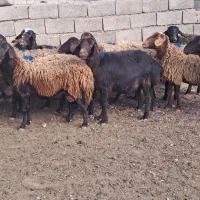 میش چاق|حیوانات مزرعه|بالا ولایت, |دیوار