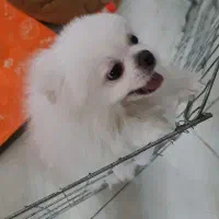 توله سگ پامر