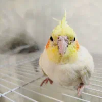 جوجه عروس هلندی