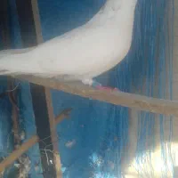 3تا کبوتر پرشی بند