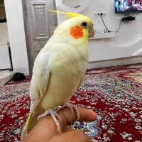 عروس هلندی