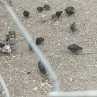فروش جوجه یک ماهه