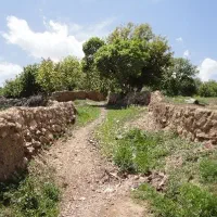 کارگر میوه چینی گروهی