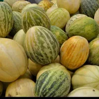 بذر قندک و سفیدک