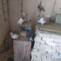 کبوتر|پرنده|شیراز, کیان آباد|دیوار