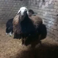 بره قوچی