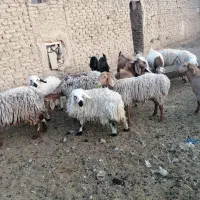 بره بزغاله فروشی