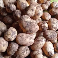 فندقی جیلی 400