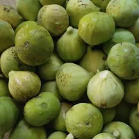 انجیر|خوردنی و آشامیدنی|بندر گز, |دیوار