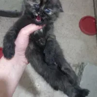 اسکاتیش ماده