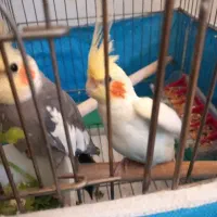 جفت مولد عروس هلندی