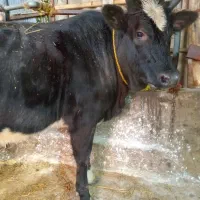 گاو ماده محلی جوان