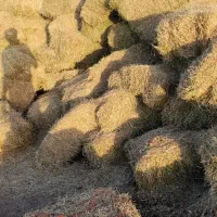 یونجه  انباری  درجه یک پرس   شده
