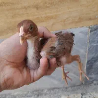 جوجه لاری