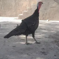 بوقلمون نر