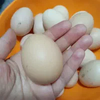 تخم مرغ محلی خوراکی ونطفه دار