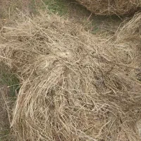 علوفه باغی -کاه - یونجه