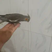 جفت عروس هلندی سخنگو