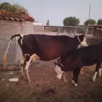 گاو و گوسال