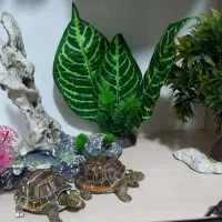 وسیله آکواریوم