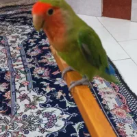 سلام یک جفت طوطی برزیلی میخوام بدون قفس و لوازم