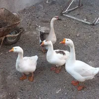 قوغاز