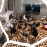 جوجه دوماهه لاکندزی اراکانا