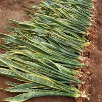 سانسوریا شمشیری ابلغ